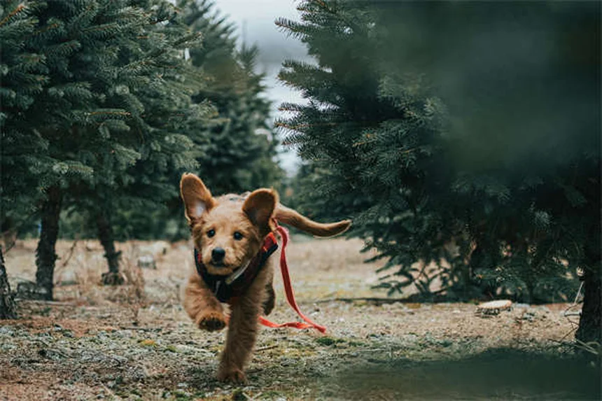 犬猫のアレルギー対策！ジフェンヒドラミン（ベナドリル®）の正しい使い方