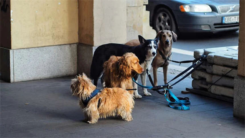 犬は猫にアレルギーを起こす？意外な事実と対処法5選