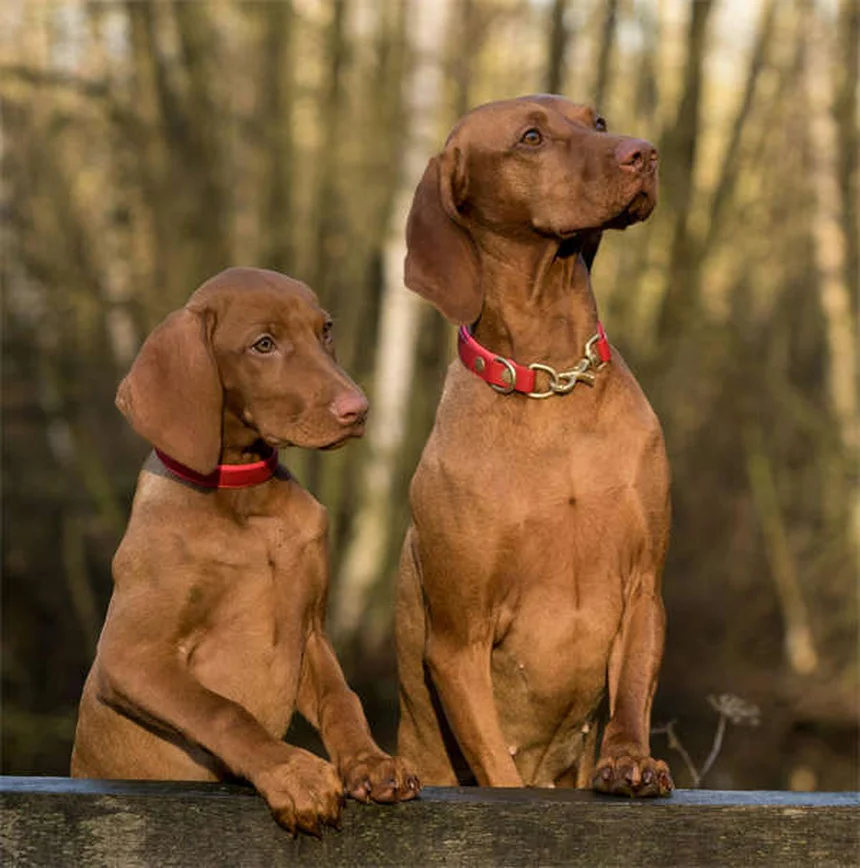 犬は猫にアレルギーを起こす？意外な事実と対処法5選