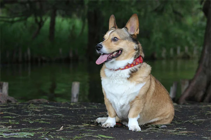 犬の不安対策7選｜獣医師が教えるストレス軽減法