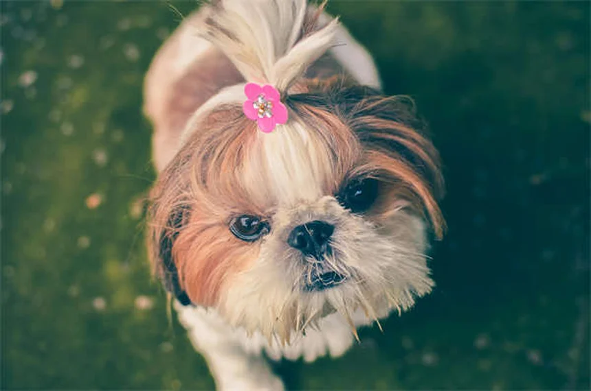 犬の不安対策7選｜獣医師が教えるストレス軽減法