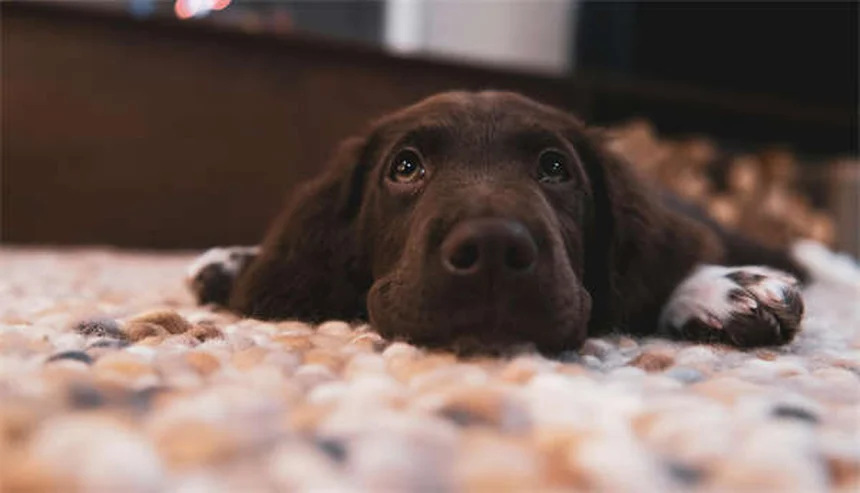 犬の不安対策7選｜獣医師が教えるストレス軽減法
