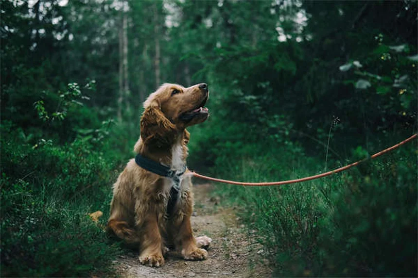 子犬の成長が遅い原因とは？獣医師が教える5つのポイント