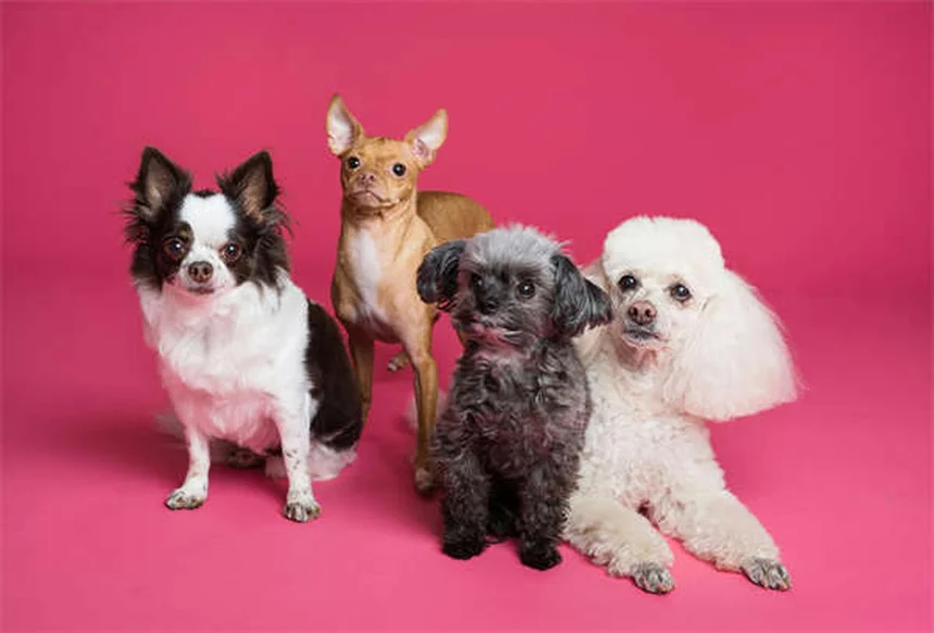 愛犬のリード引っ張りを改善する6つの簡単テクニック