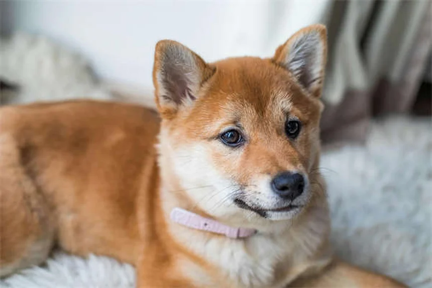 愛犬のリード引っ張りを改善する6つの簡単テクニック