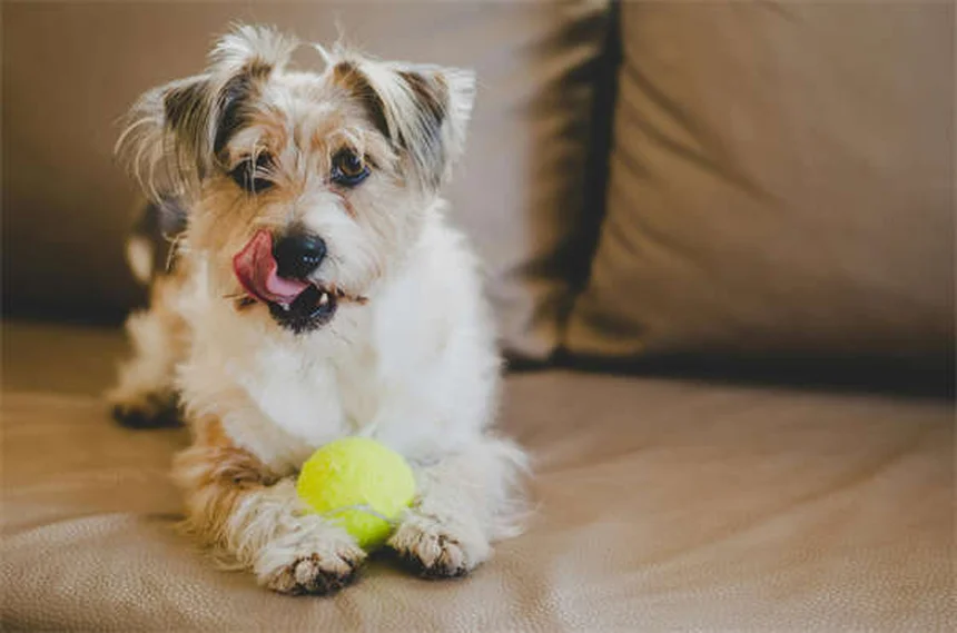 犬猫のアレルギー対策！ジフェンヒドラミン（ベナドリル®）の正しい使い方