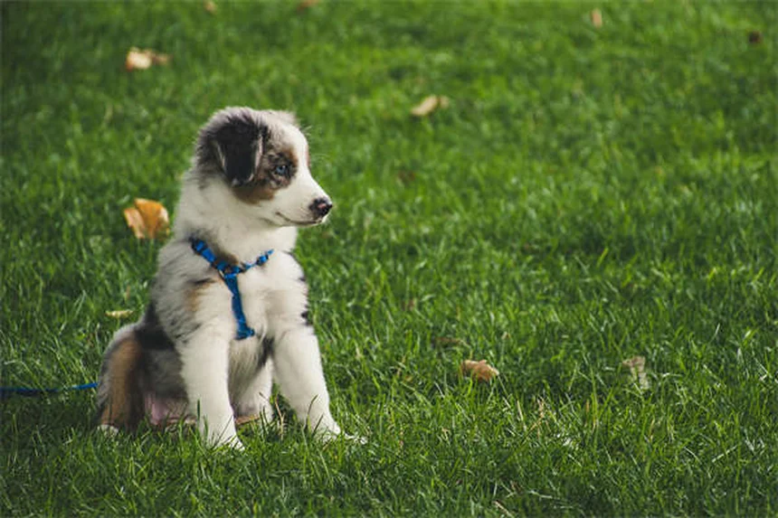 犬猫のアレルギー対策！ジフェンヒドラミン（ベナドリル®）の正しい使い方
