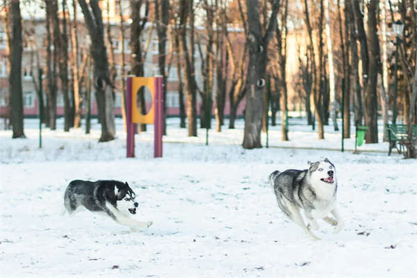 犬のダイエット成功法！獣医推奨の5つの減量テクニック