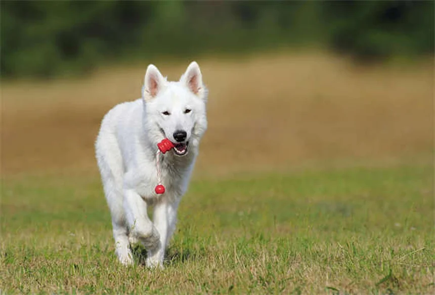 犬のメンタルケアに必須！9つの簡単脳トレ方法