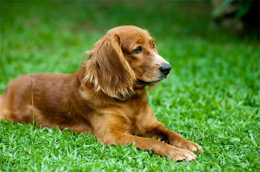 犬のメンタルケアに必須！9つの簡単脳トレ方法