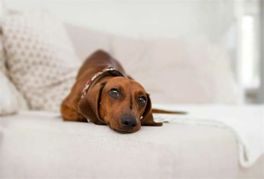 犬のメンタルケアに必須！9つの簡単脳トレ方法