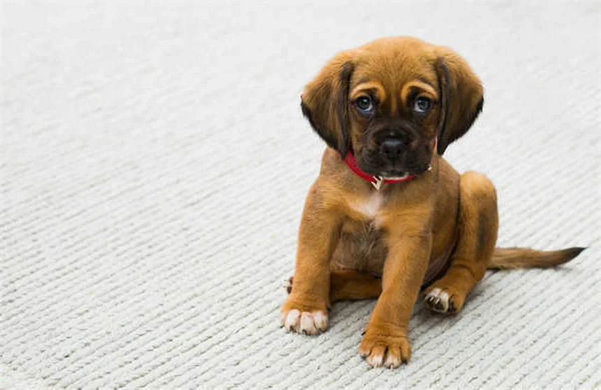 水が大好きな犬18選！泳ぎが得意な犬種の特徴とお世話のコツ