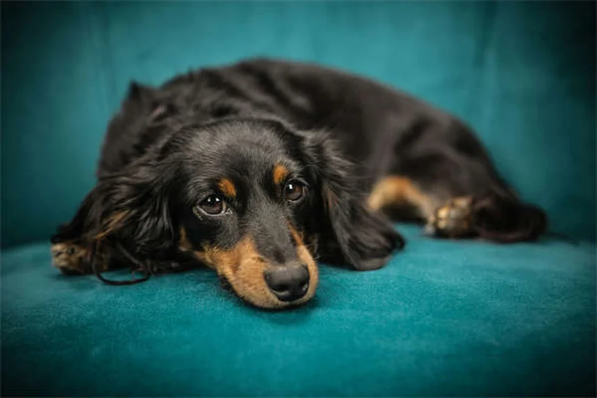 水が大好きな犬18選！泳ぎが得意な犬種の特徴とお世話のコツ