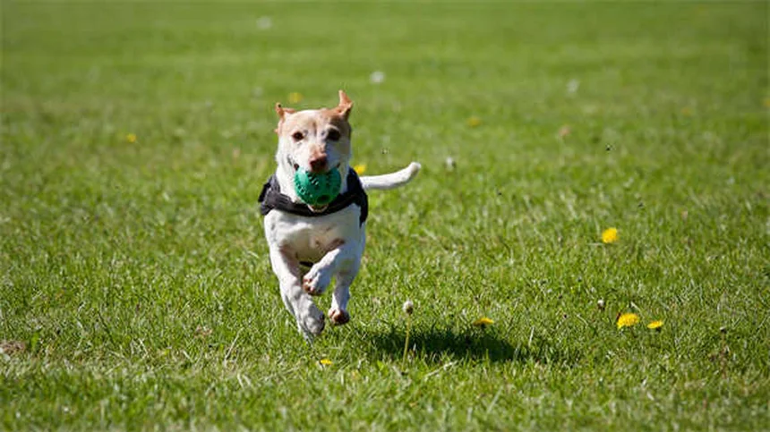 水が大好きな犬18選！泳ぎが得意な犬種の特徴とお世話のコツ