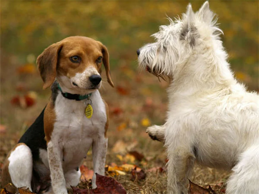 水が大好きな犬18選！泳ぎが得意な犬種の特徴とお世話のコツ