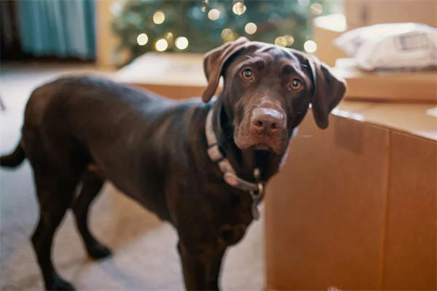 愛犬の車移動ストレスを軽減する7つの簡単テクニック