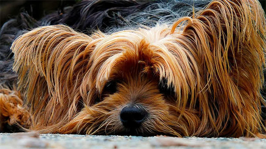 愛犬の車移動ストレスを軽減する7つの簡単テクニック