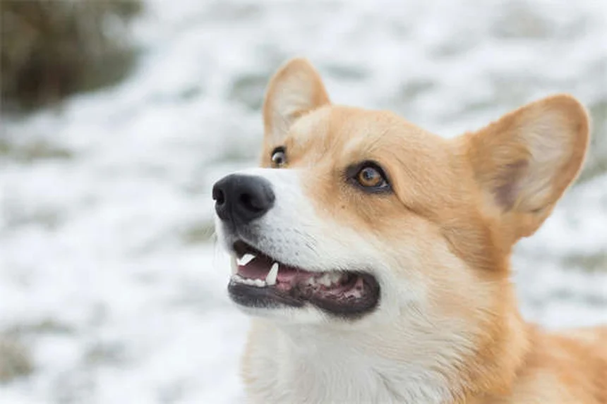 愛犬の車移動ストレスを軽減する7つの簡単テクニック