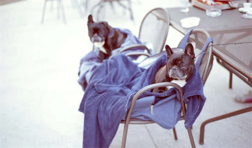 ブラインドケーブテトラの飼育法｜初心者でも簡単な不思議な魚