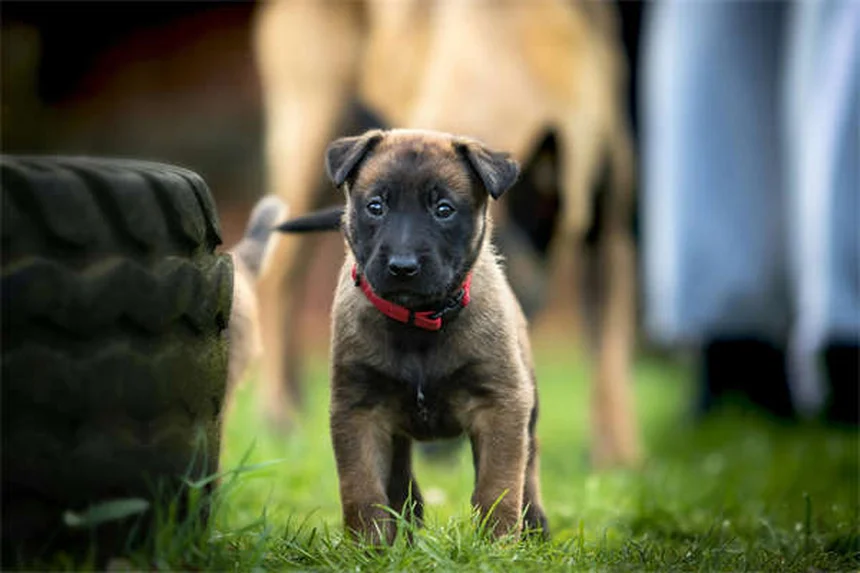 子犬から成犬フードへ切り替えるベストタイミングと方法【完全ガイド】