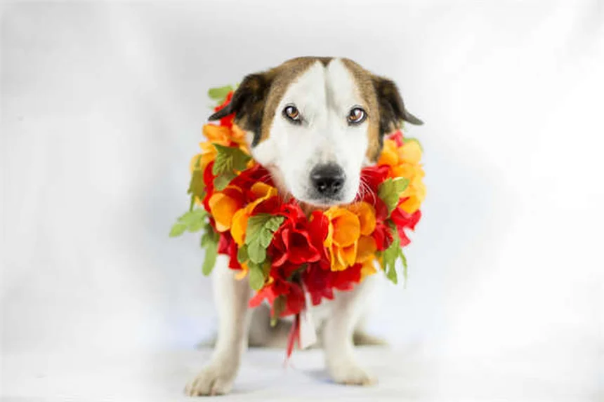 猫の発熱の原因と対処法｜獣医師が教える正しい熱の下げ方