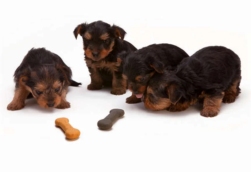 子犬の離乳食スタート完全ガイド｜正しい時期と進め方