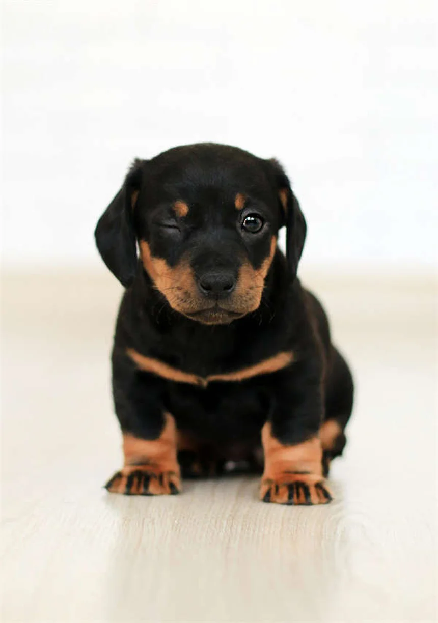 子犬の離乳食スタート完全ガイド｜正しい時期と進め方