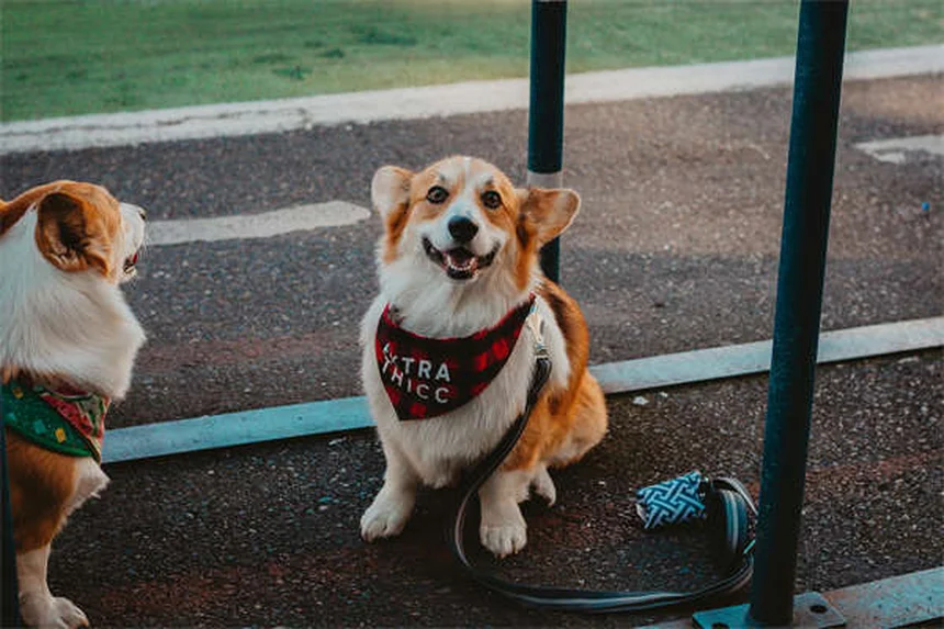 アイルランド犬種8選｜幸運を呼ぶ歴史ある犬たちの魅力