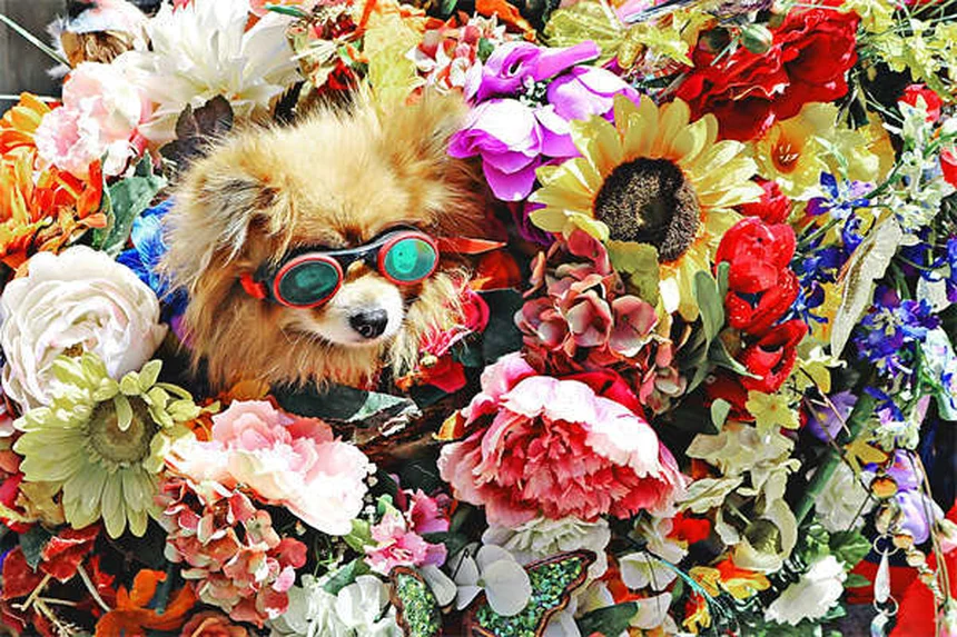 アイルランド犬種8選｜幸運を呼ぶ歴史ある犬たちの魅力
