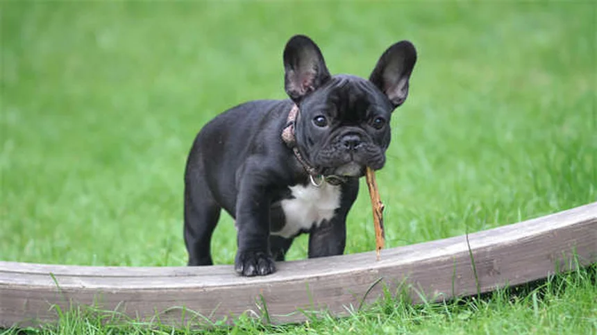 子犬のクレートトレーニング完全マニュアル｜失敗しない7つのステップ
