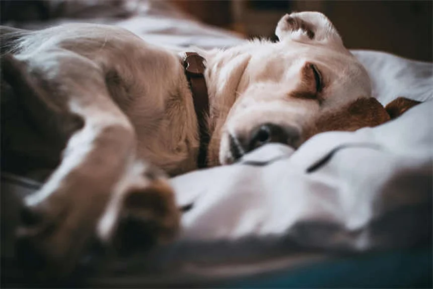 子犬のクレートトレーニング完全マニュアル｜失敗しない7つのステップ