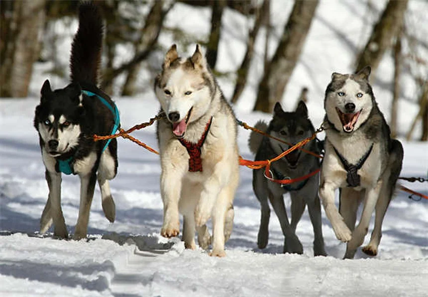 子犬のクレートトレーニング完全マニュアル｜失敗しない7つのステップ
