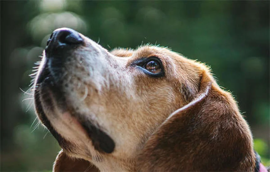 子犬のクレートトレーニング完全マニュアル｜失敗しない7つのステップ